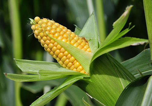 most-popular-corn