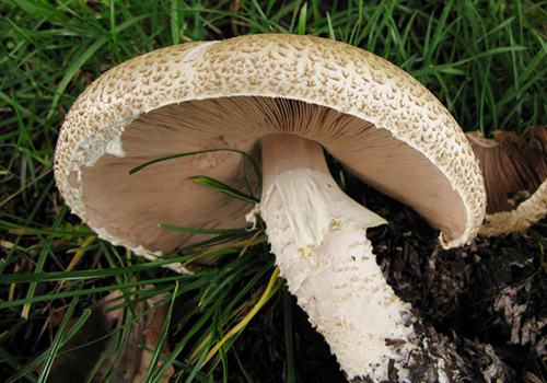 most-popular-mushrooms