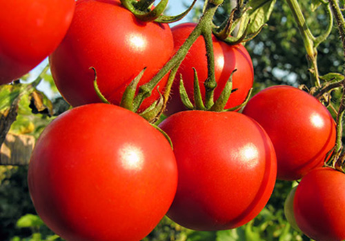 most-popular-tomatoes